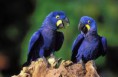 /album/arara/arara-7-jpg/